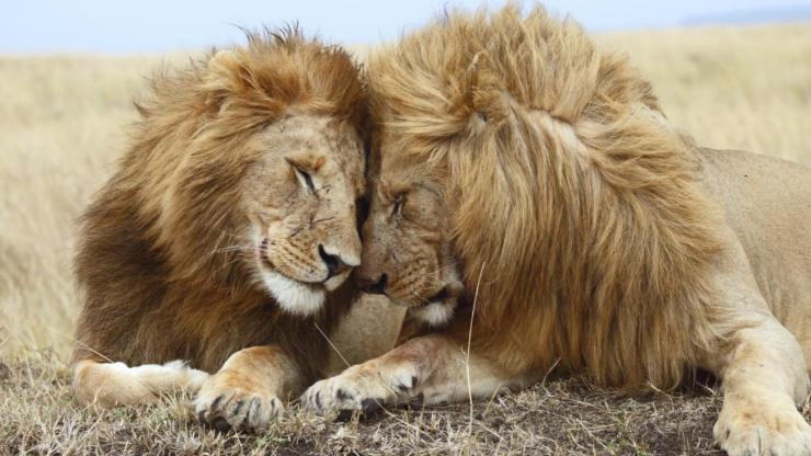 Leones LGBT