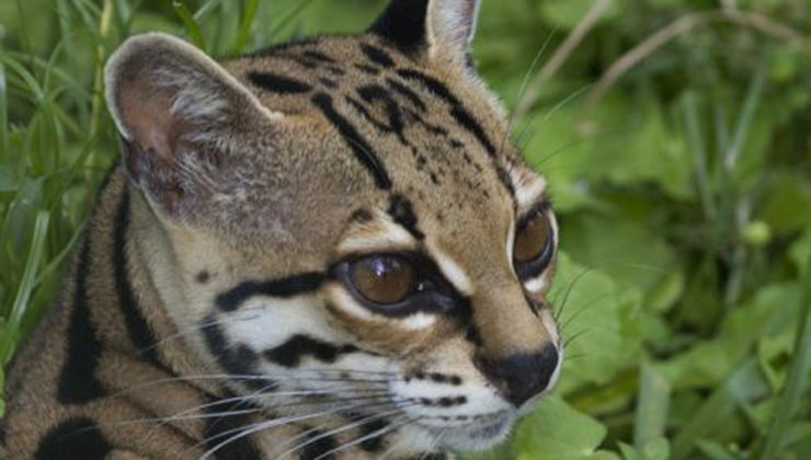 Los encuentros con la fauna son frecuentes en las visitas a Costa Rica (Foto de Visit Costa Rica).