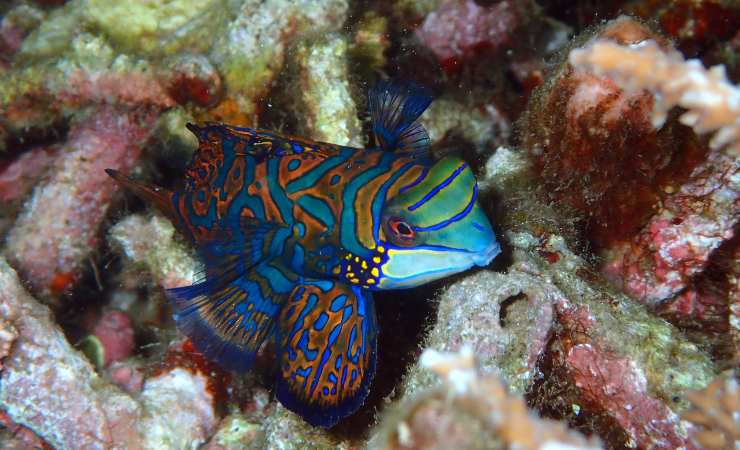 los peces más bonitos del mundo