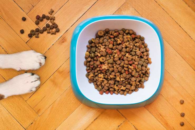 alimentacion sana para mascotas