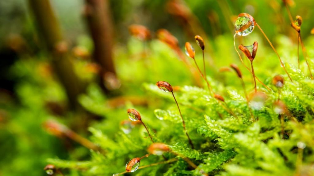 biodiversidad de los suelos