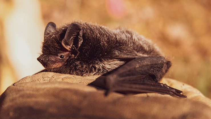 Se cree que el origen del virus puede estar en un reservorio de murciélagos cerca de Whuan (Foto de HitchHike - Pexels).