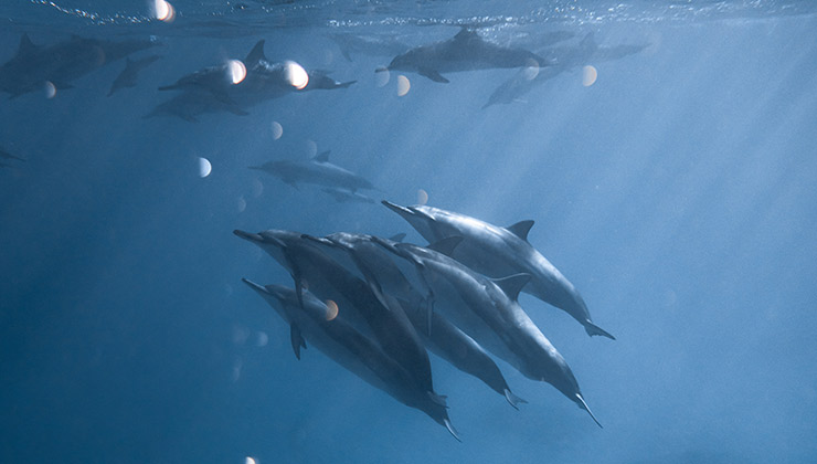 La biodiversidad de los océanos es clave para vida en la Tierra (Foto de Daniel Torobekov - Pexels).