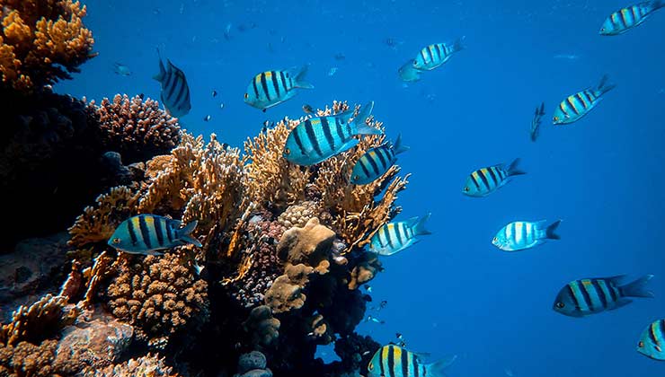 Los arrecifes de coral son ecosistemas elementales de los océanos que se deben proteger (Foto de Francesco Ungaro - Pexels).