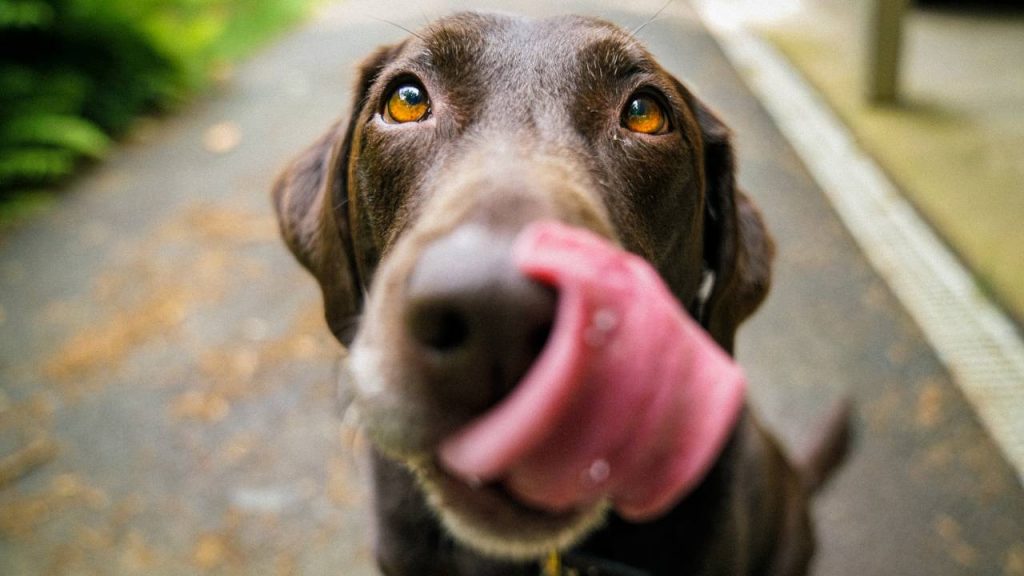 alimentación saludable para nuestras mascotas