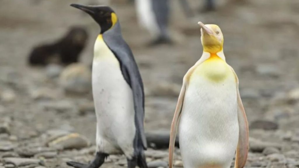 raro pingüino amarillo en la Antártida