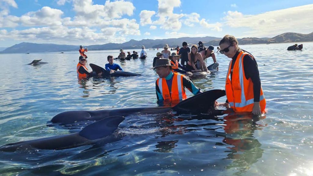 El rescate de las ballenas se llevó a cabo por voluntarios y el gobierno de Nueva Zelanda (Foto de Proyect Johan).