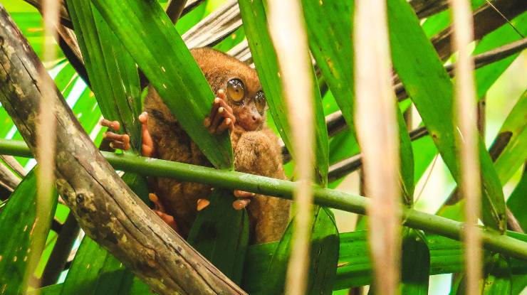 Reserva de tarseros en la isla Bohol