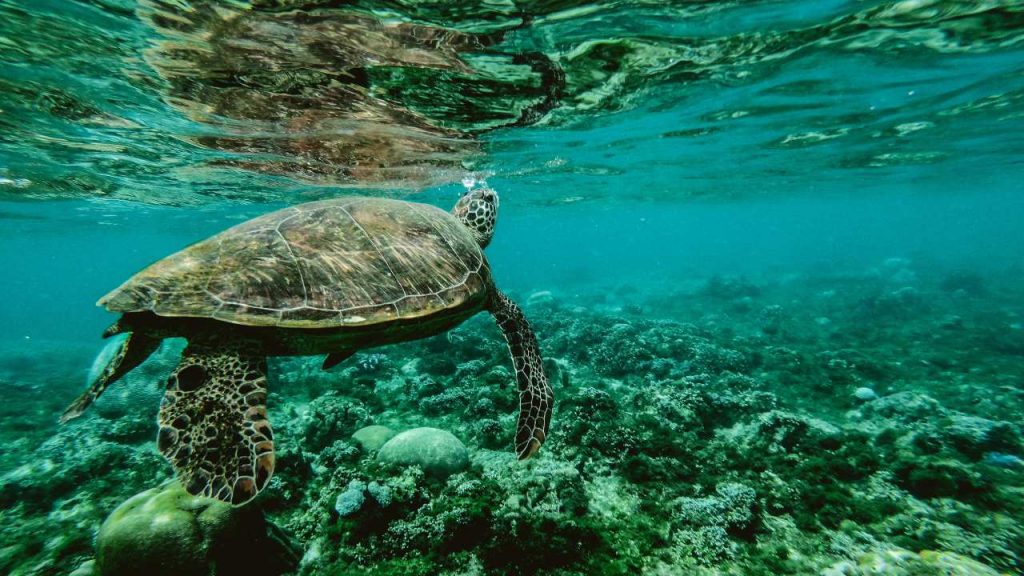 Decenio de las Ciencias Oceánicas para preservar los océanos