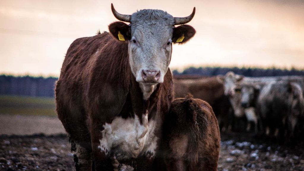 Consumo de carne y calentamiento global: ¿qué está pasando?