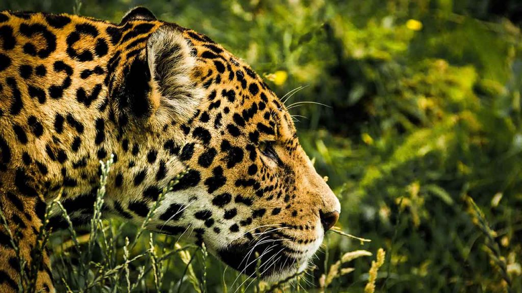 El jaguar es una especie paragua que ayuda a proteger los ecosistemas en América Lantina (Foto de Pixabay - Pexels).