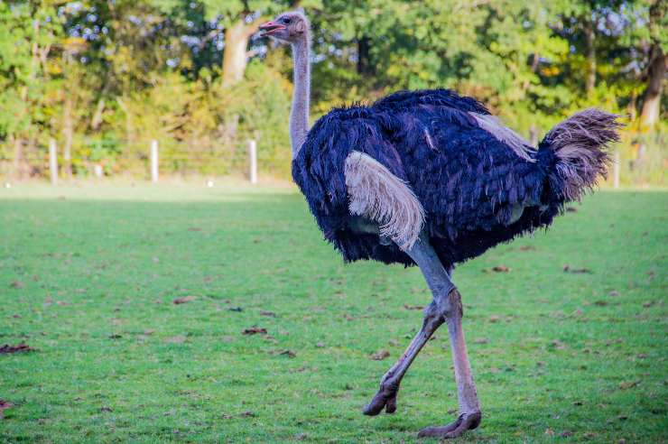 Este animal tiene los ojos más grandes que su cerebro, ¿adivinas cuál es?