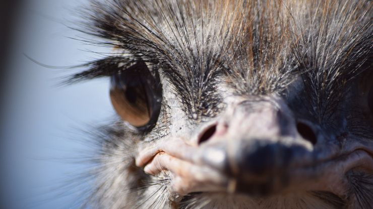 Este animal tiene los ojos más grandes que su cerebro, ¿adivinas cuál es?
