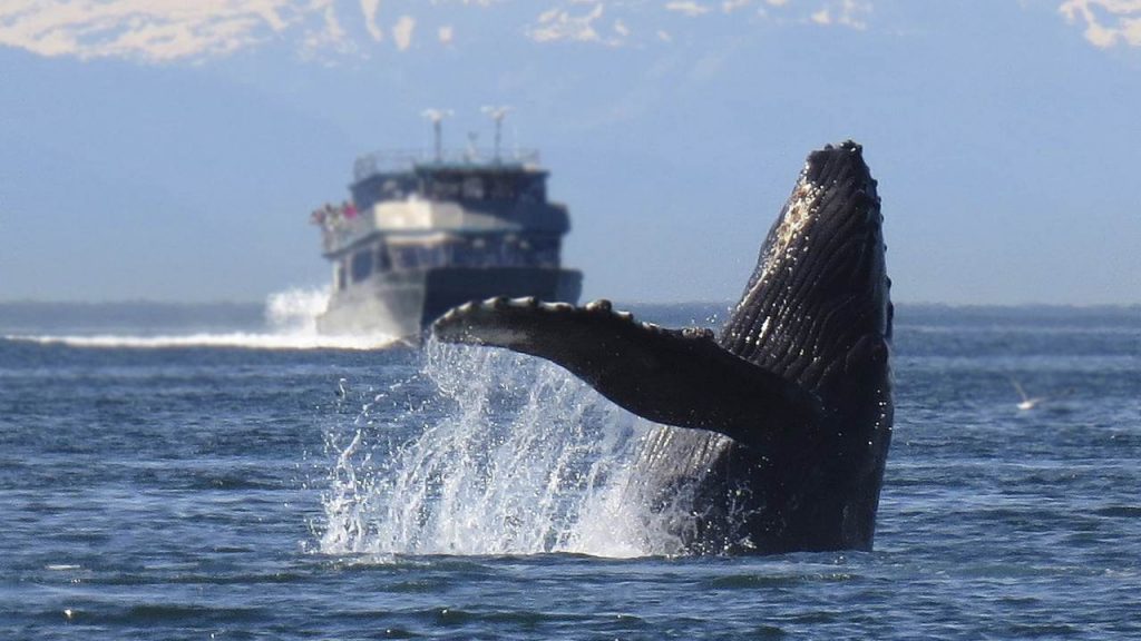 Ballena Barco1