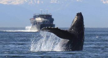Impactante: así esquiva a los barcos una ballena azul para sobrevivir