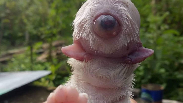 ciclope el cachorro filipino