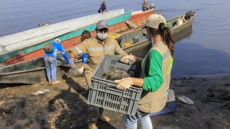 SOS por tortugas e iguanas de Colombia en Cuaresma