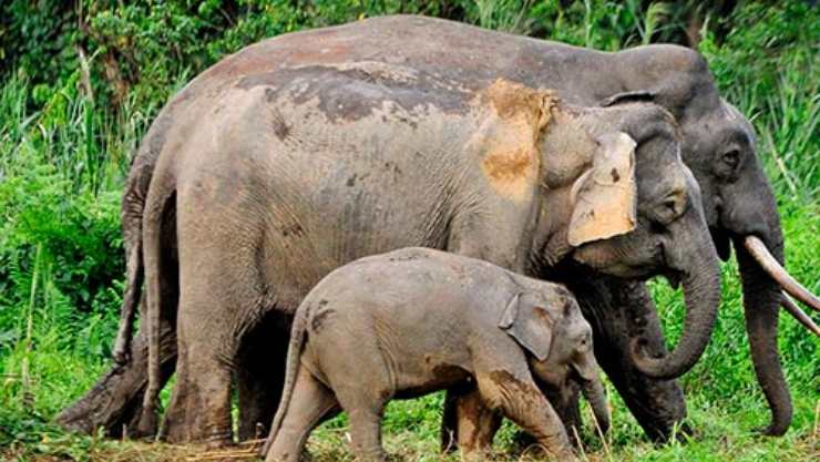 los animales mas pequeños del mundo