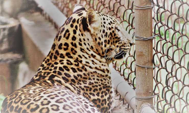 Leopardo