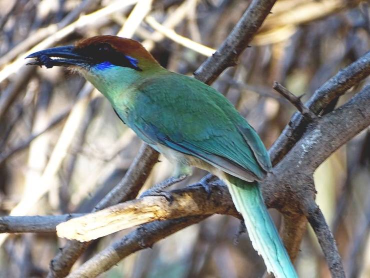 Pájaro momotus en México