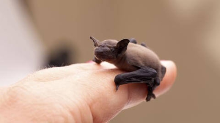 los animales mas pequeños del mundo