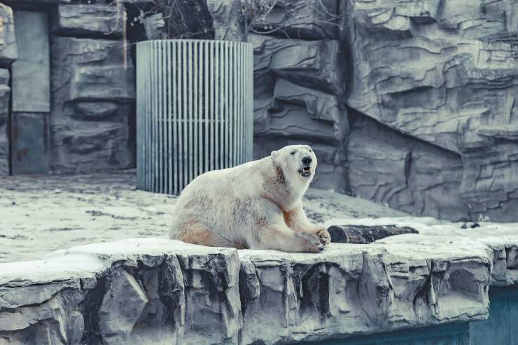 Oso polar