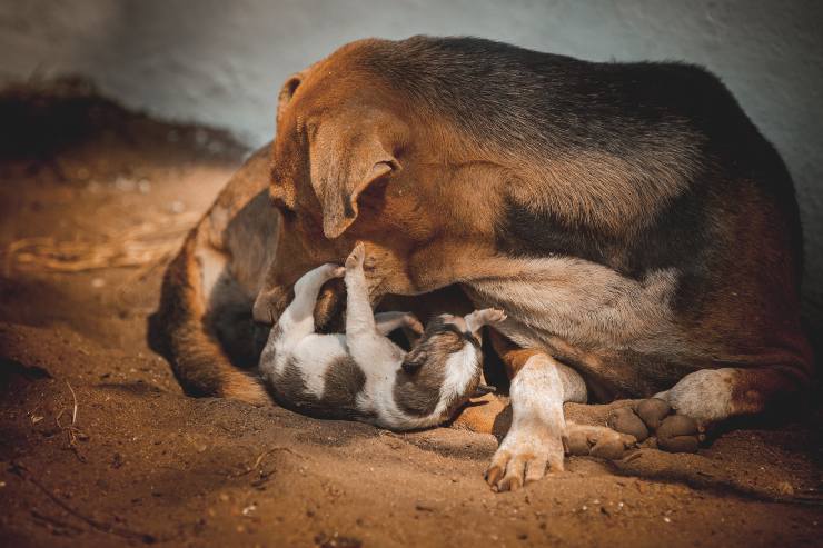 Perra con cachorro