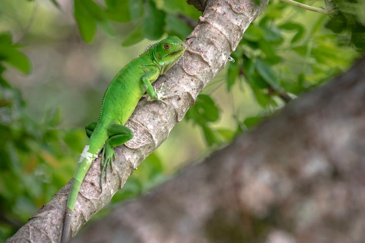 SOS por tortugas e iguanas de Colombia en Cuaresma