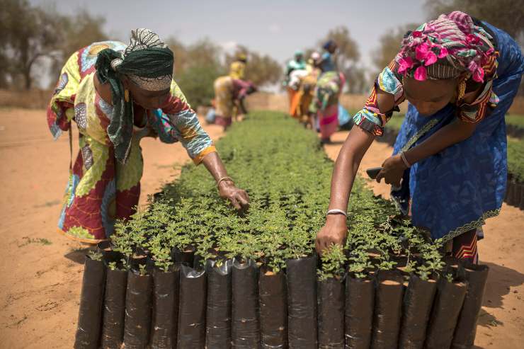 Senegal Gran Muralla Verde