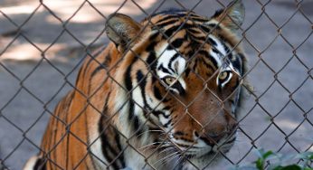 5 razones por las que no deberías visitar un zoológico