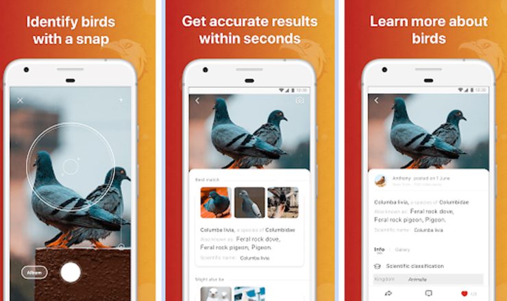 app para identificar aves