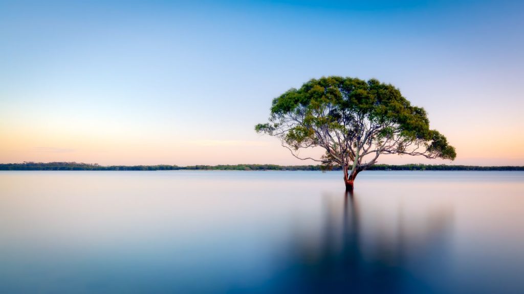 Día de los Bosques: ¿Sabes cuánto estamos perdiendo con su desaparición?