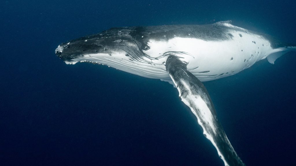 La ballena azul puede ser embestida por embarcaciones pesqueras mientras se alimenta (Foto de Elianne Dipp - Pexels).