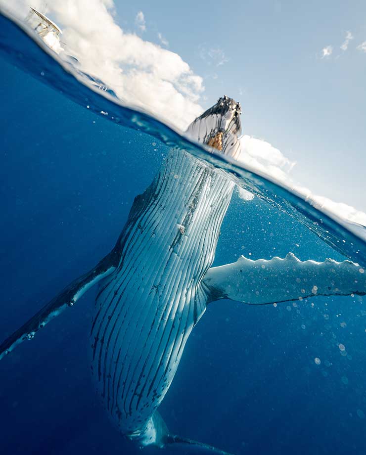 La ballena azul es el mamífero más grande que habita en la Tierra (Foto de Elianne Dipp - Pexels).