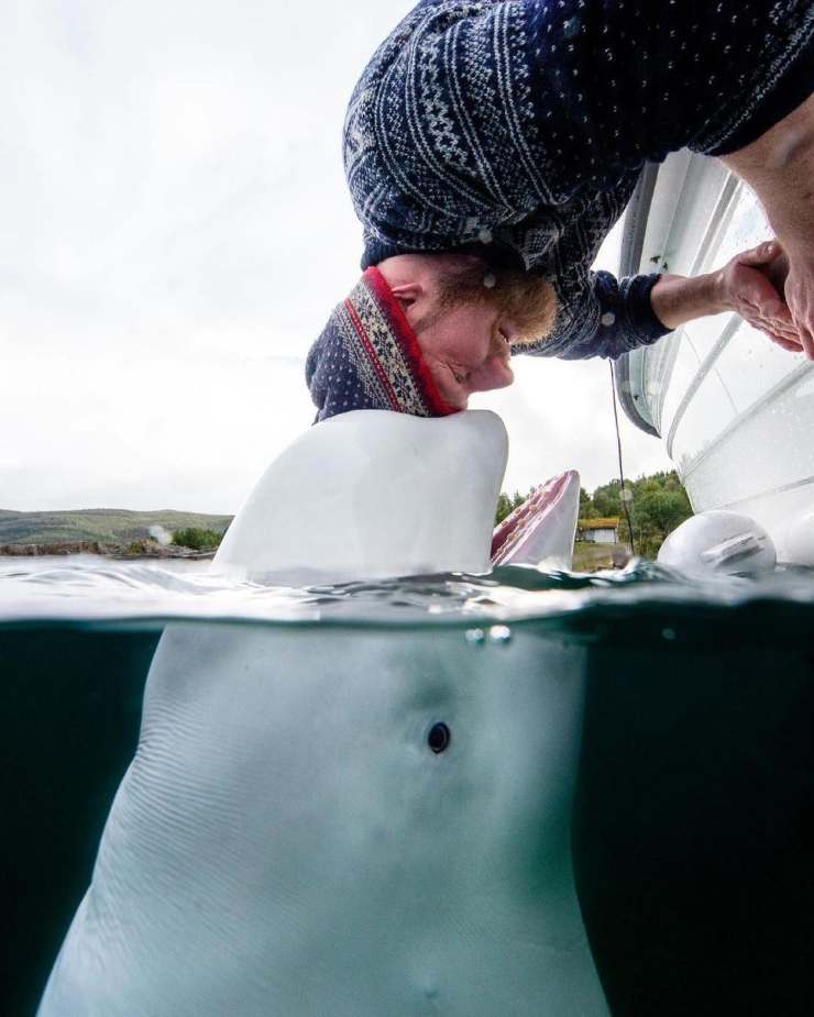 Ballena blanca