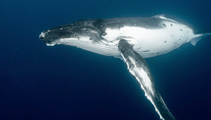 La ballena azul puede ser embestida por embarcaciones pesqueras mientras se alimenta (Foto de Elianne Dipp - Pexels).