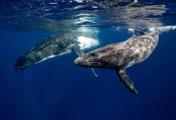 ballenas