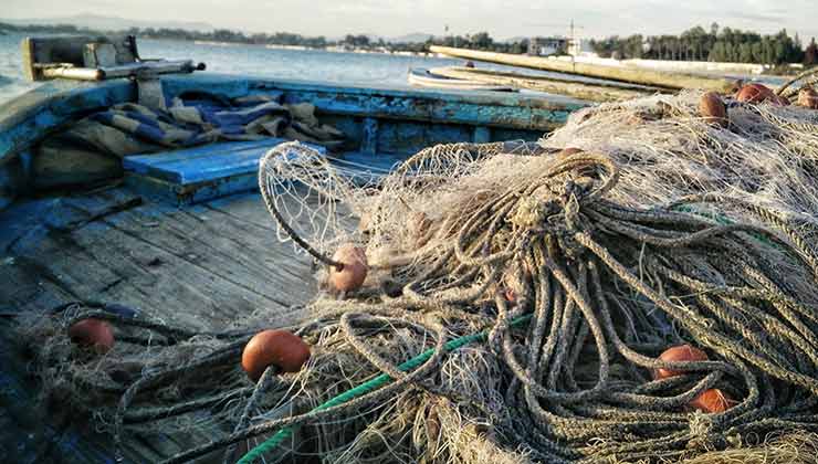 Las industrias de salmón y pesqueras ponen en riesgo a las ballenas azules (Foto de Bedis ElAcheche - Pexels).