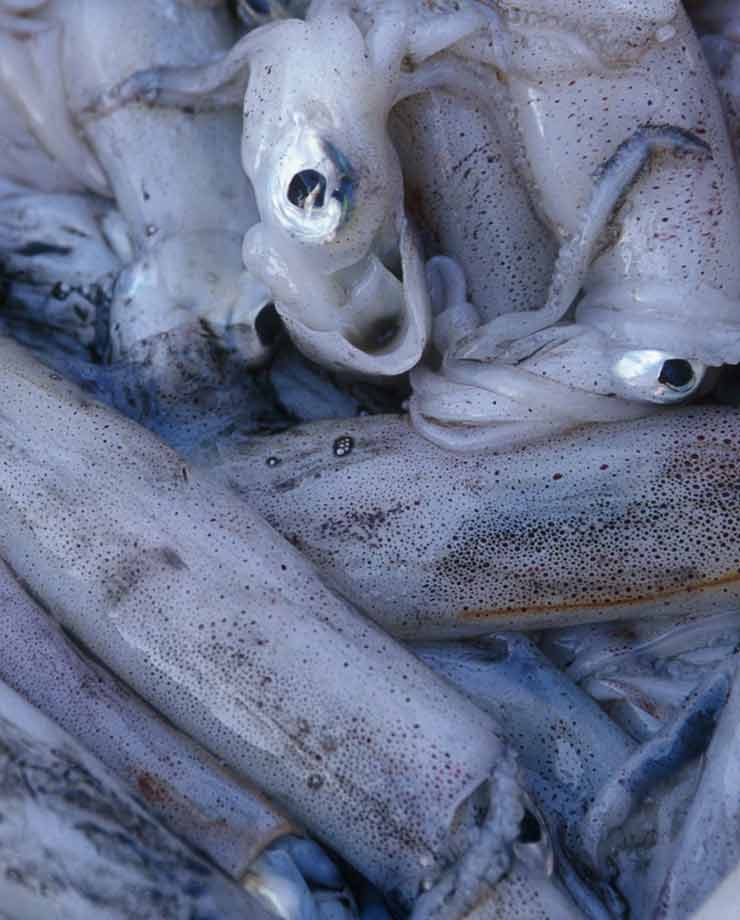 La pesca ilegal de calamares genera un grave daño ambiental (Foto Greenpeace).