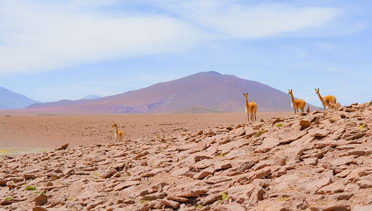 En Atacama se encontró también fertilizante proveniente de guano de camélidos (Foto de Carolyn - Pexels).