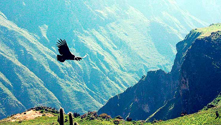 El Cañón del Colca impacta por sus vuelos y su riqueza cultural y natural (Foto de Peru.Travel). 