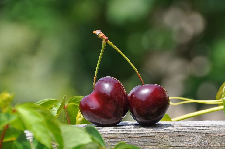 Cerezas en primavera