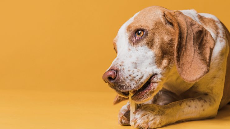 snacks para perros caseros y saludables