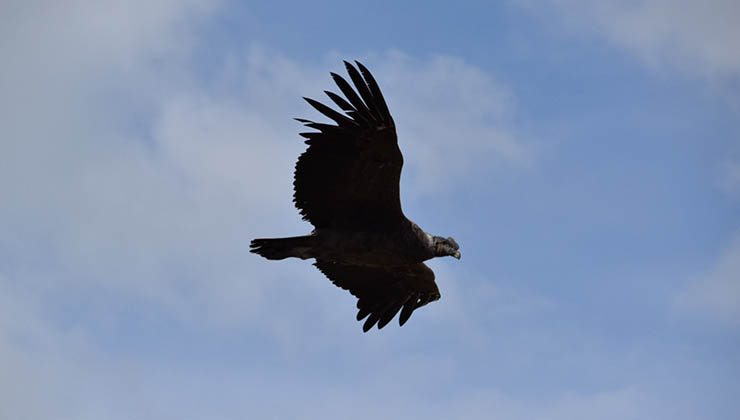 Un cóndor en pleno vuelo, en busca de una presa (Foto de Juan Pablo Martínez)