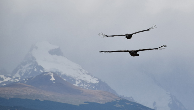 Avistaje de cóndores planeando cerca del Chalten, en la Patagonia argentina (Foto de Juan Pablo Martínez).