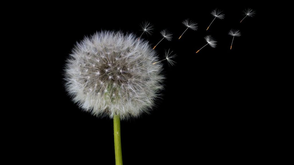 Flor diente de león