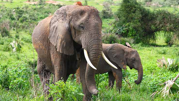 Los elefantes africanos se encuentran en peligro por la caza y la pérdida de hábitat (Foto de Philip Oslok - Pexels).