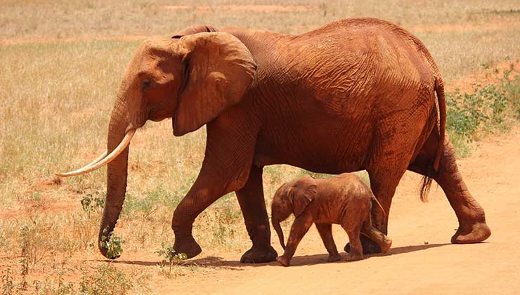 Si se suman las dos especies de elefantes quedan 415.000 individuos en África (Foto de Pixabay - Pexels).