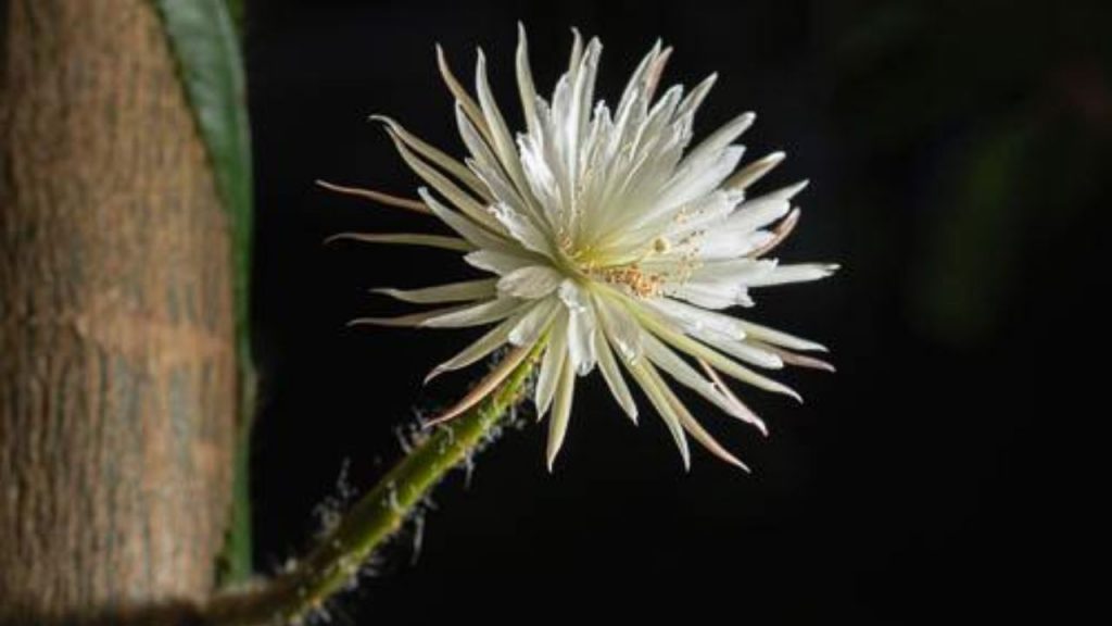 Flor de luna