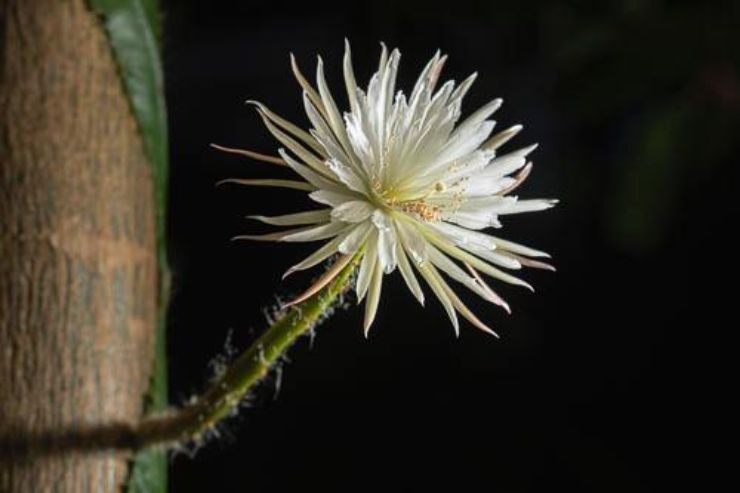 Flor de luna